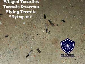 flying termite and termite swarmer