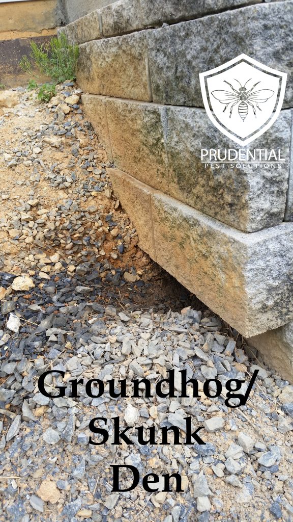 groundhog and skunk den