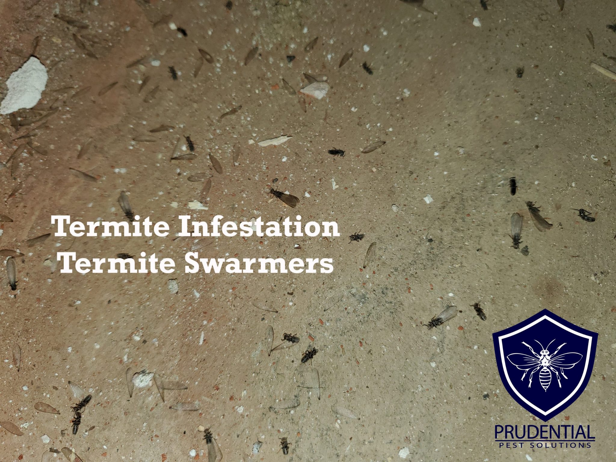 termite infestation and termite swarmers