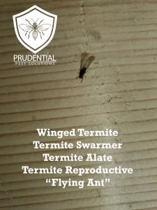 termite swarmer and flying ant