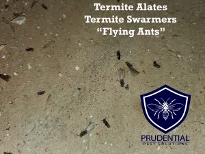 termite swarmers and flying termites