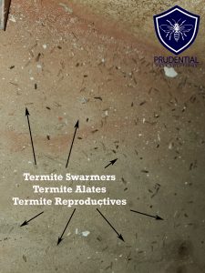 termite swarmers and alates