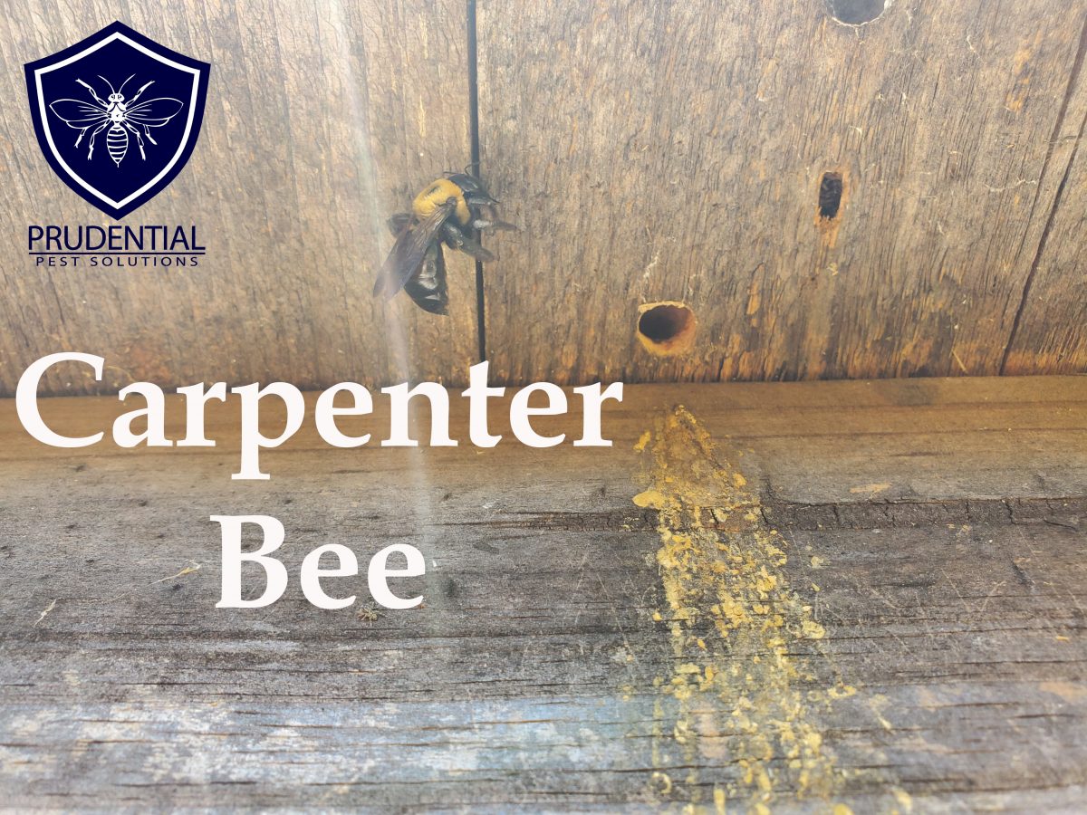 carpenter bee