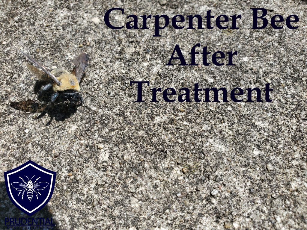 carpenter bee after treatment