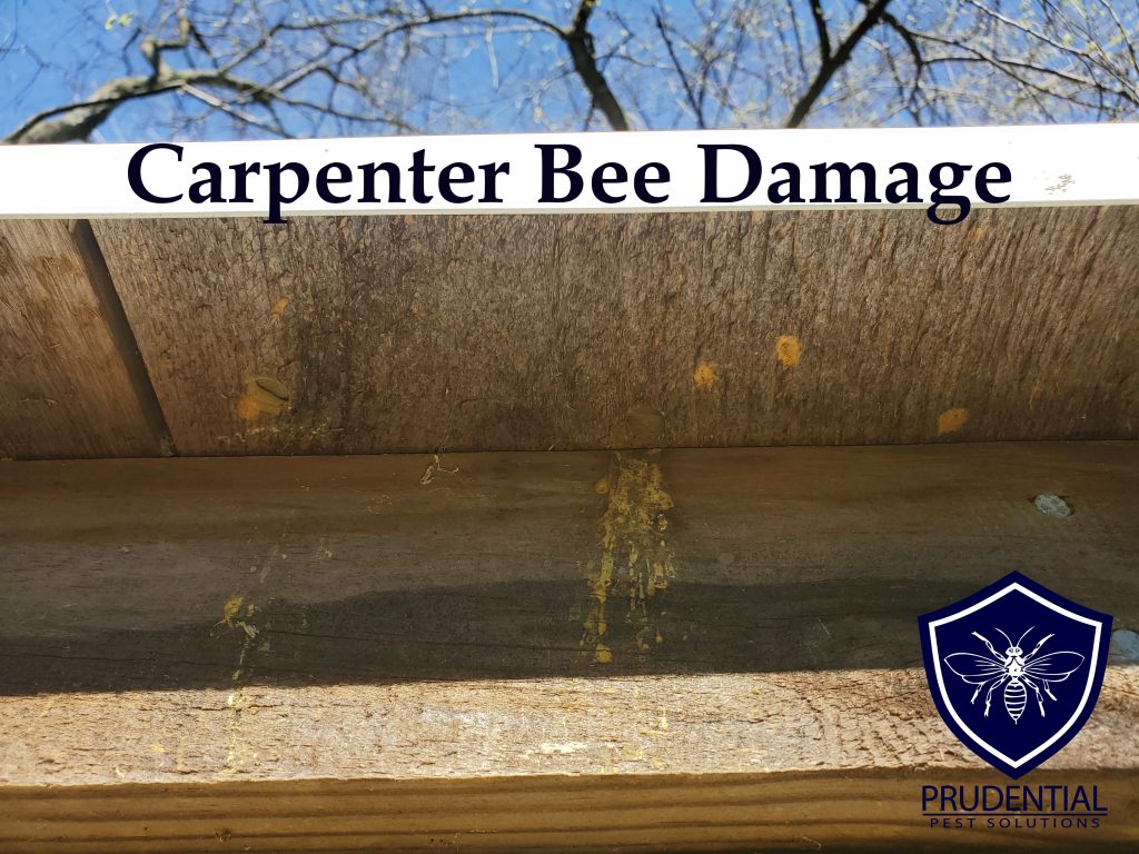 carpenter bee damage