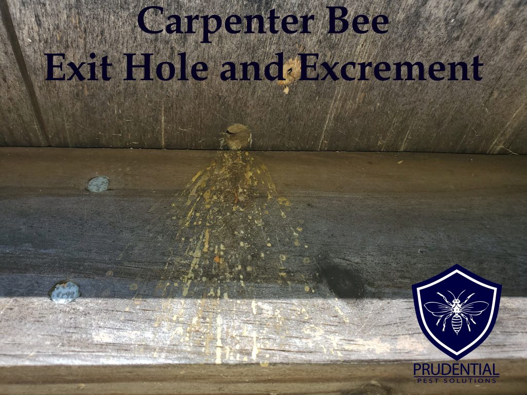 carpenter bee hole