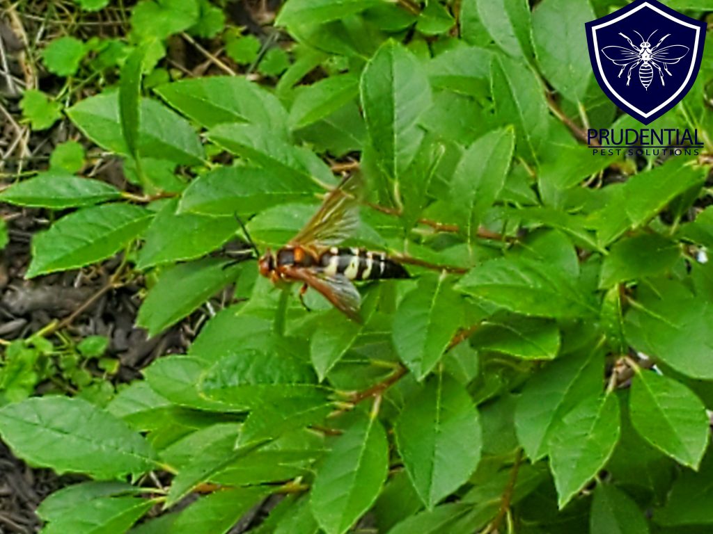 Cicada Killing Wasp