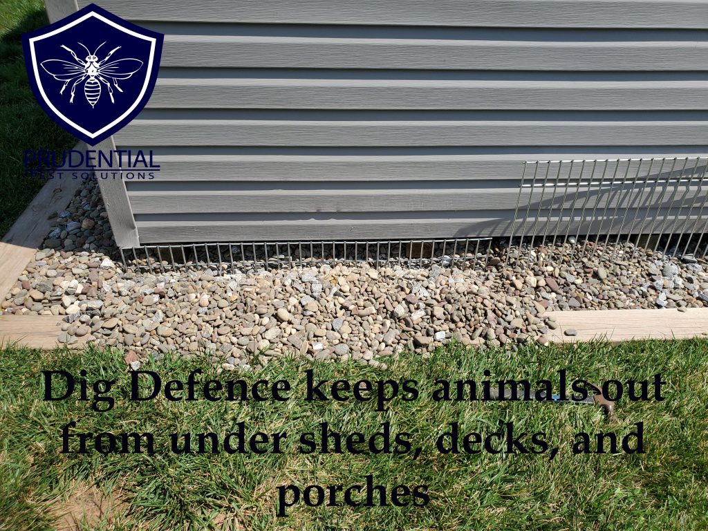 dig defence keeps animals out from under shed