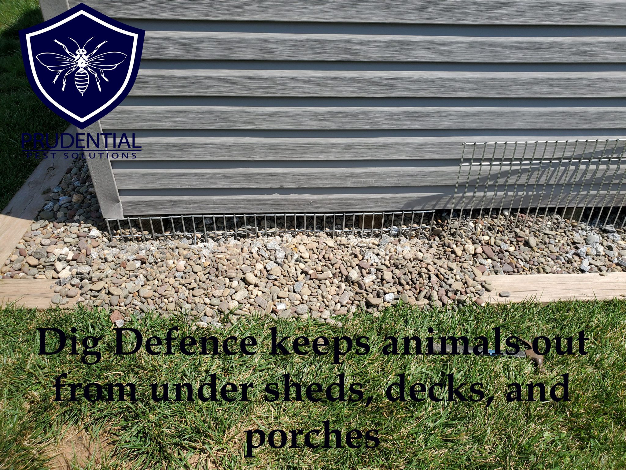 How to keep animals out from under your shed and deck - Prudential Pest