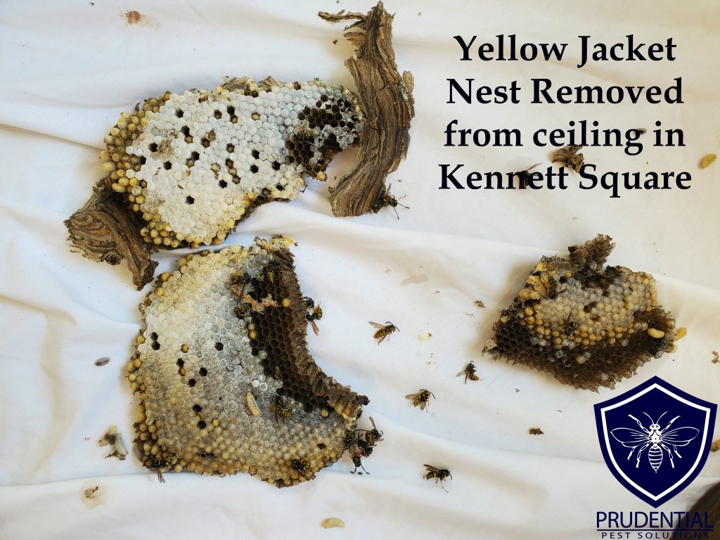 yellow jacket nest removed from ceiling in Kennett Square PA