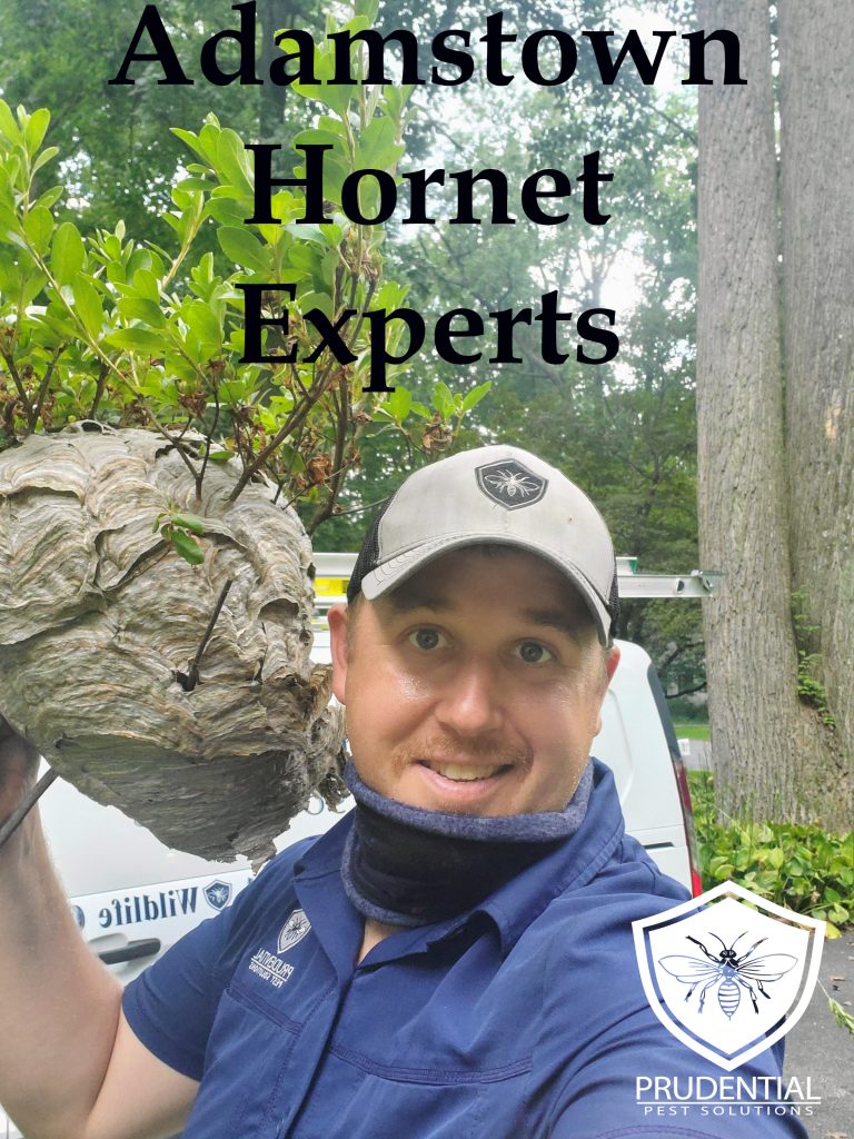 Adamstown Hornet Experts