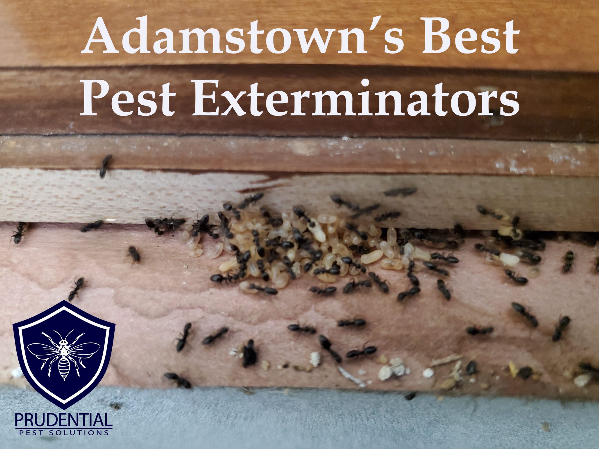 adamstownsbestpestexterminator-scaled.jp