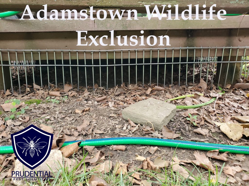 Adamstown Widlife Exclusion