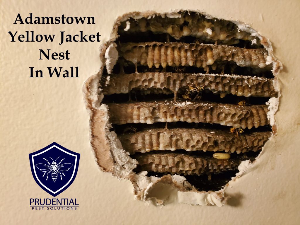 Adamstown Yellow Jacket Nest