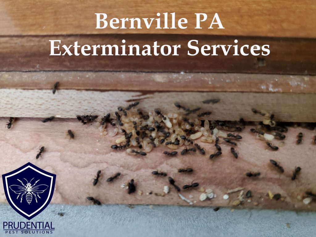bernville exterminator services