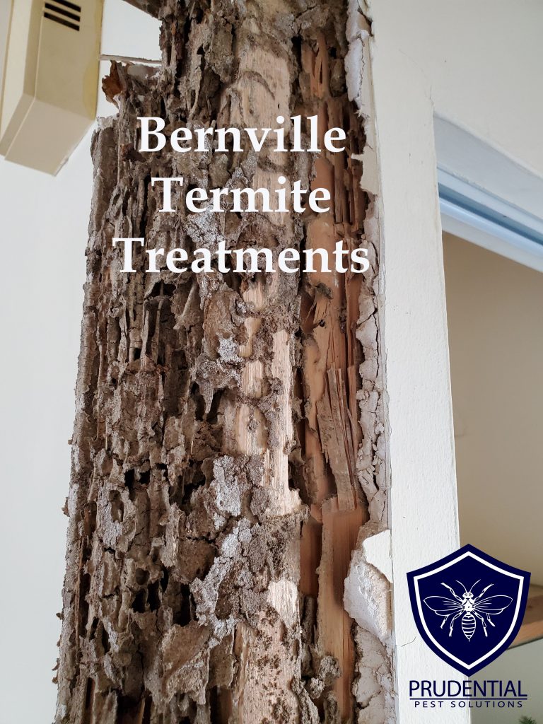 bernville termite treatments