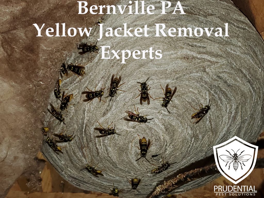 bernville yellow jacket experts