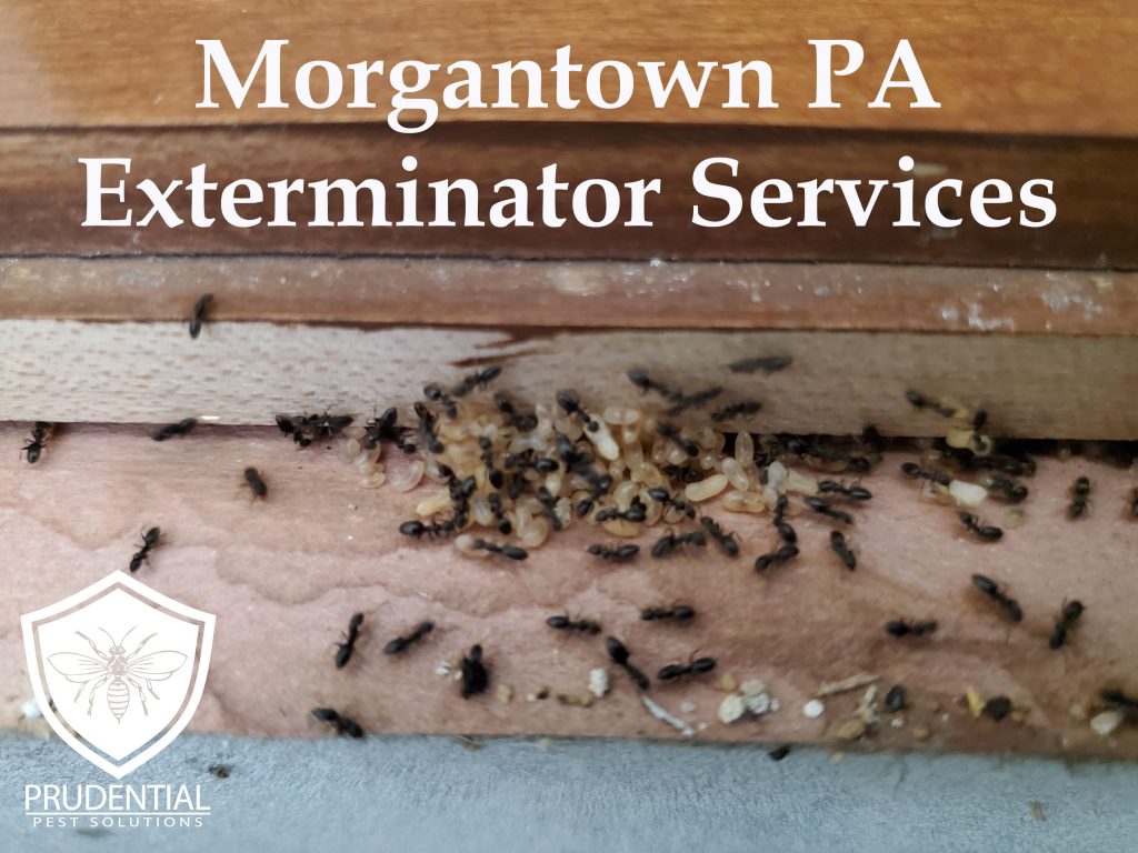 Morgantown PA Exterminator Services