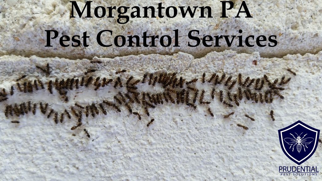 Morgantown PA Pest Control Services