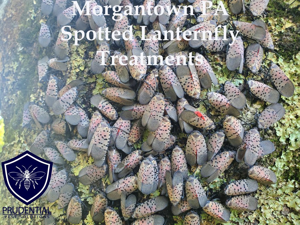 morgantown pa spotted lanternfly treatments