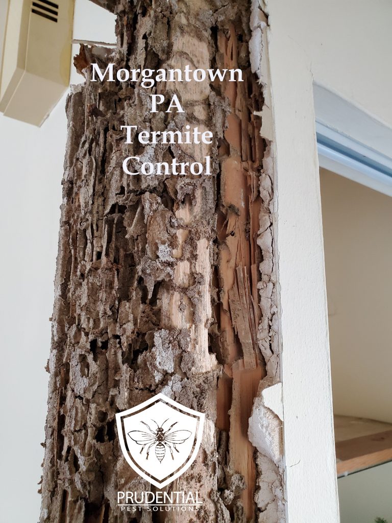 Morgantown PA Termite Control and Treatments