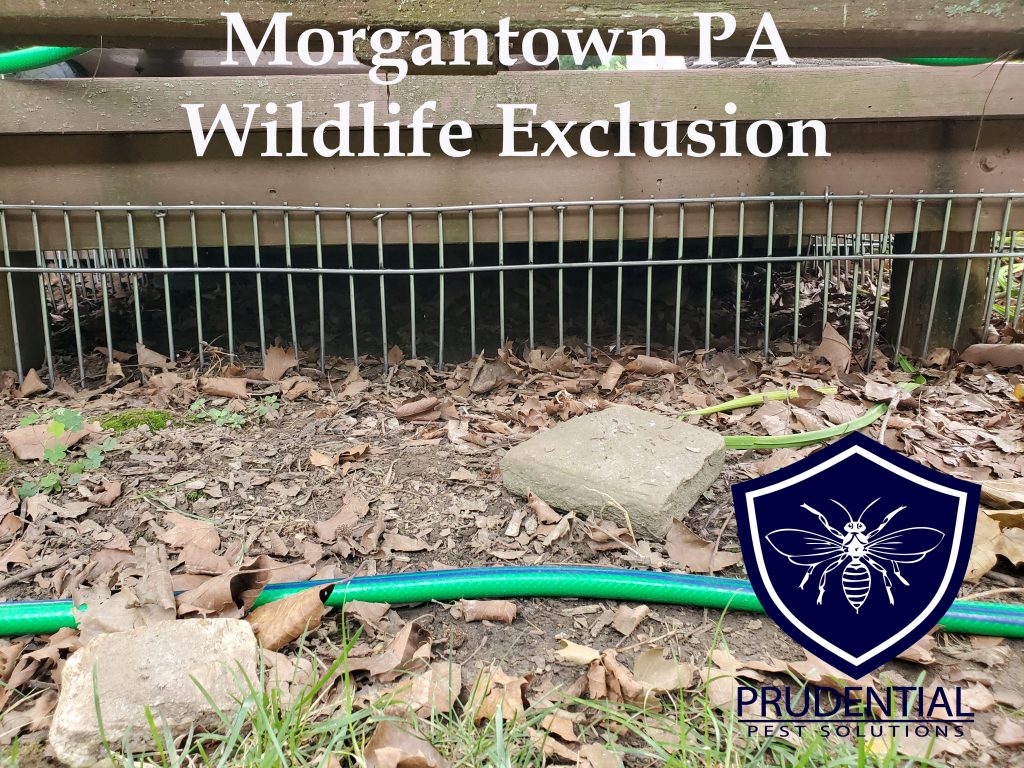 Morgantown PA Wildlife Exclusion