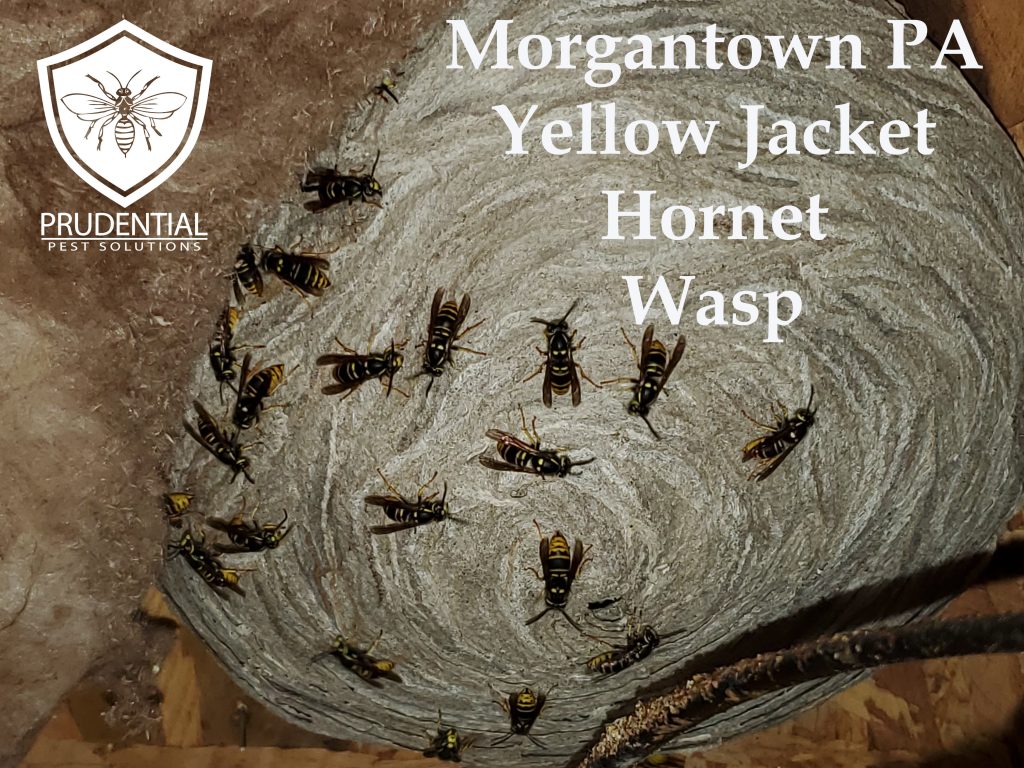 Morgantown PA Yellow Jacket Hornet Wasp Treatments