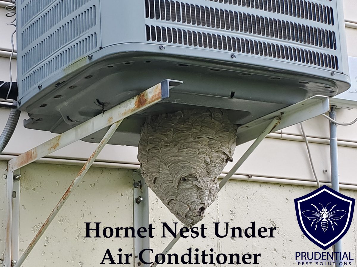 hornet nest air conditioner