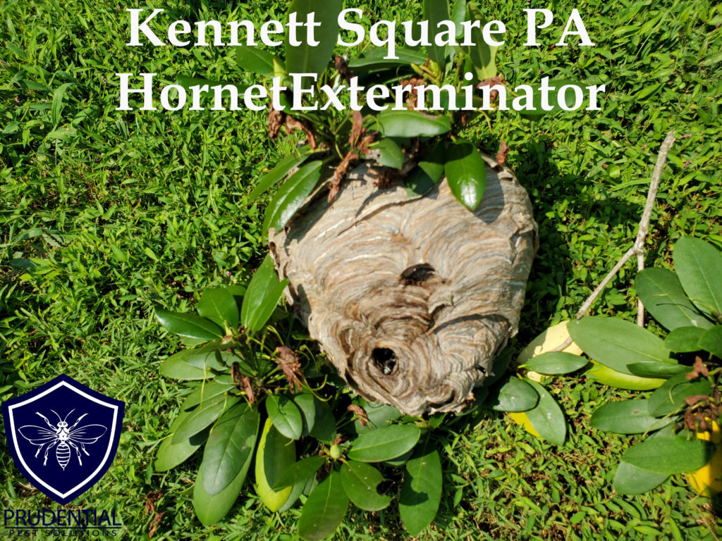 kennett square hornet exterminator