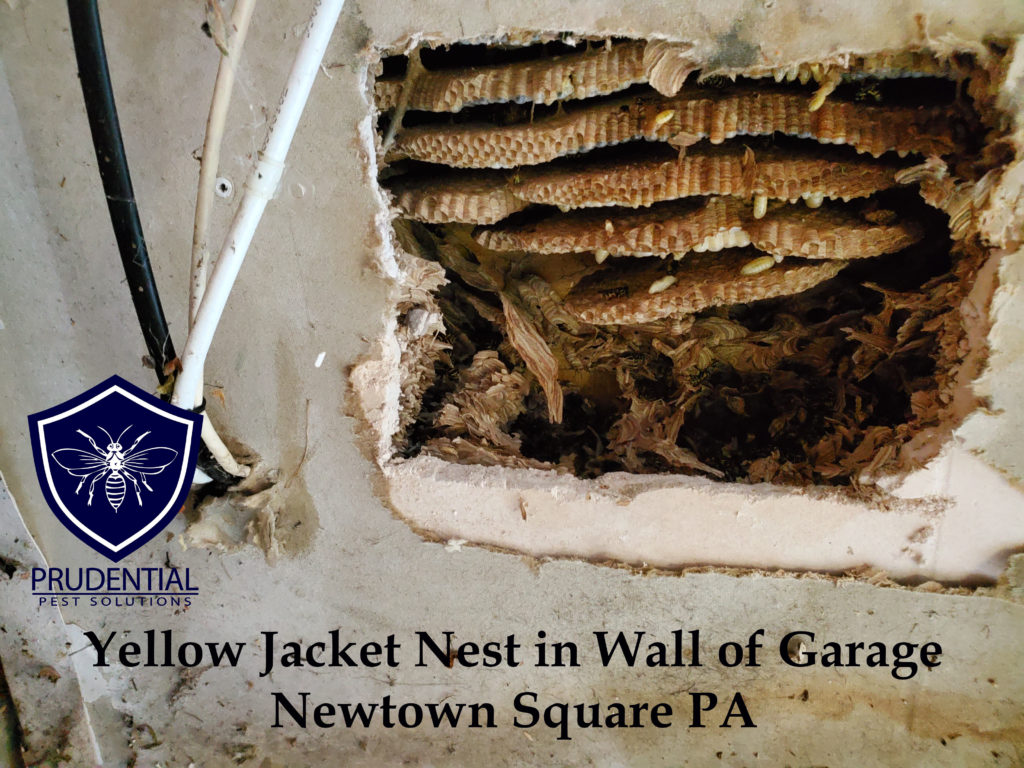 yellow jacket newtown square