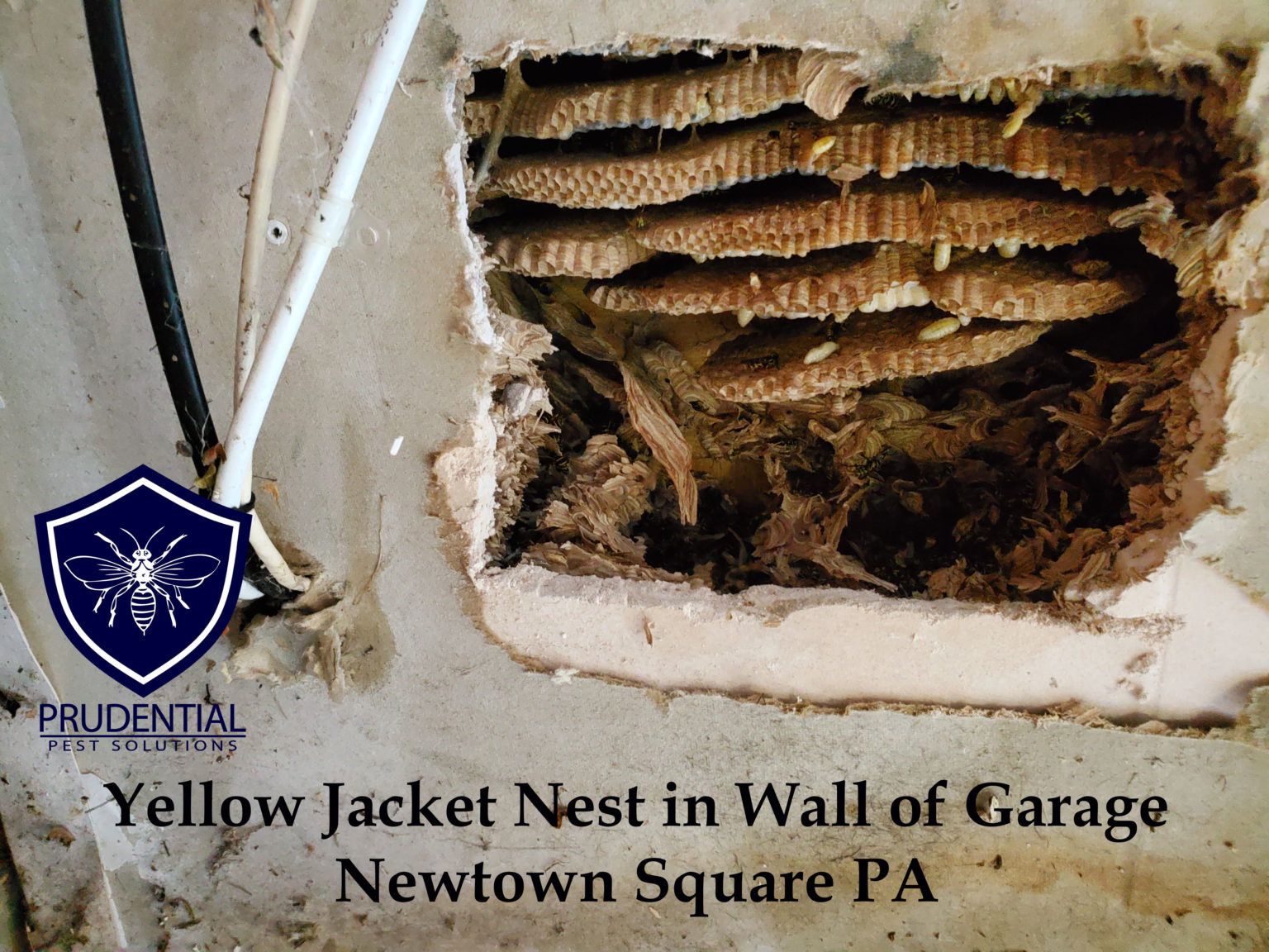 Yellow Jacket Nest in Wall of Garage - Prudential Pest Solutions