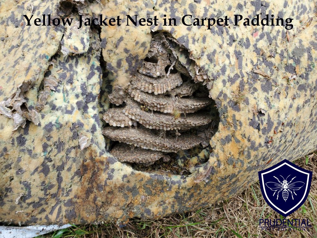 yellow jacket nest carpet