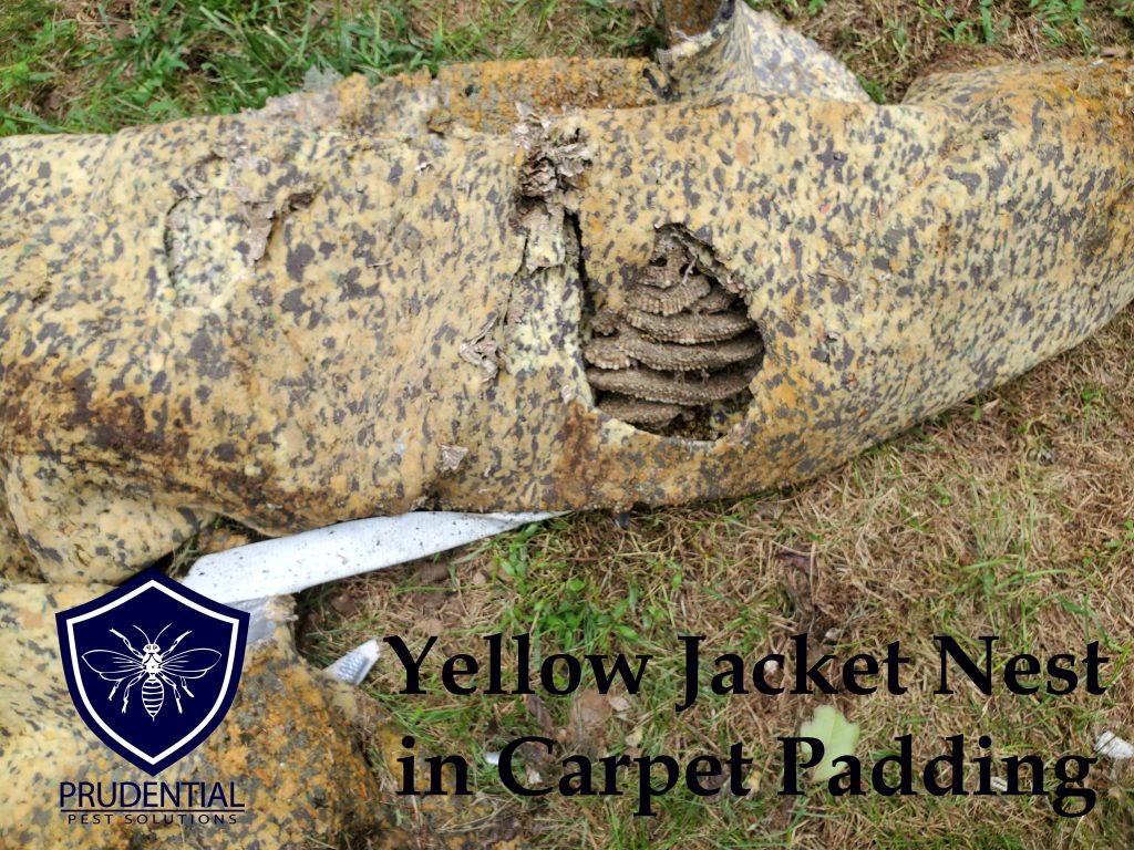 yellow jacket nest