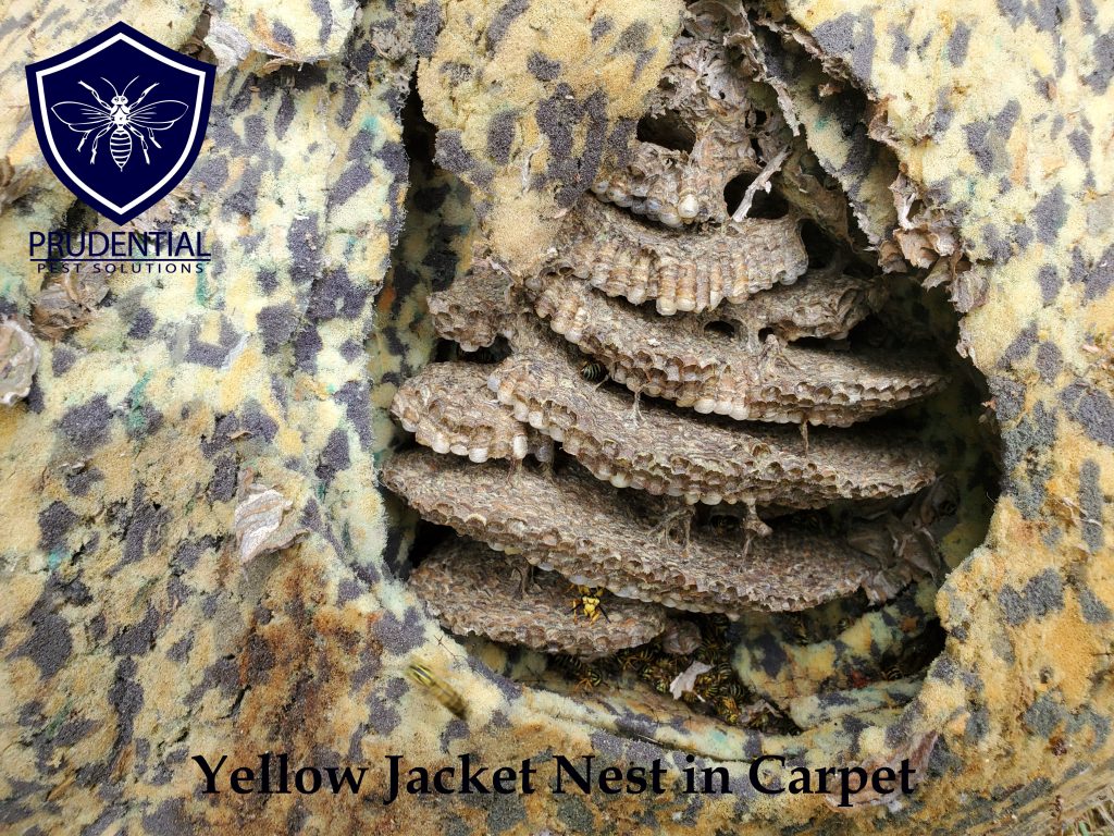 yellow jacket nest carpet