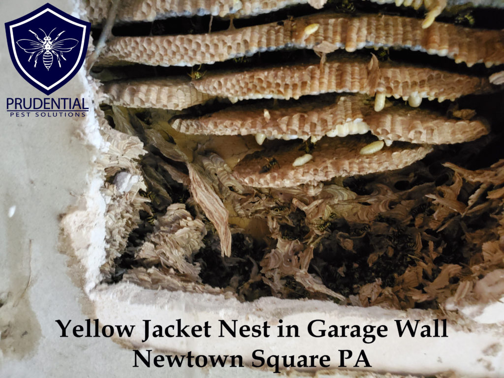 Yellow Jacket Nest in Wall of Garage - Prudential Pest Solutions