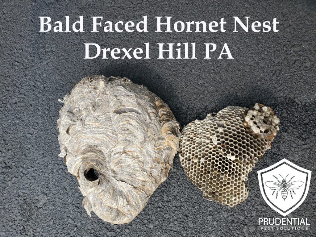 bald faced hornet nest drexel hill pa