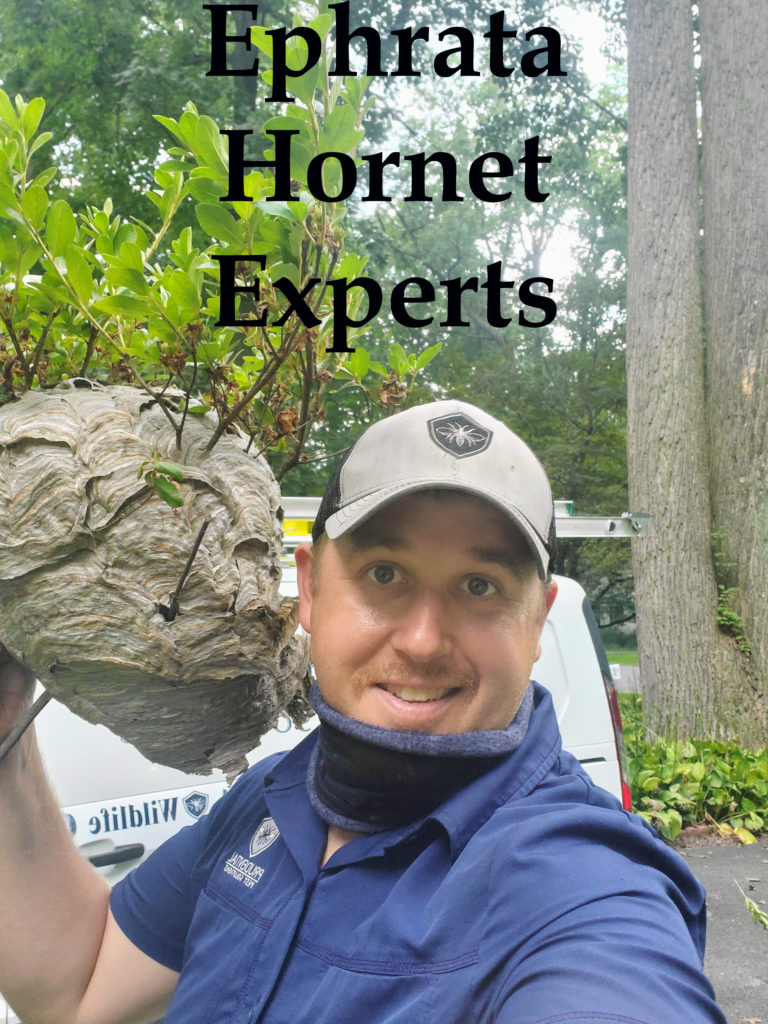 Ephrata Hornet Experts