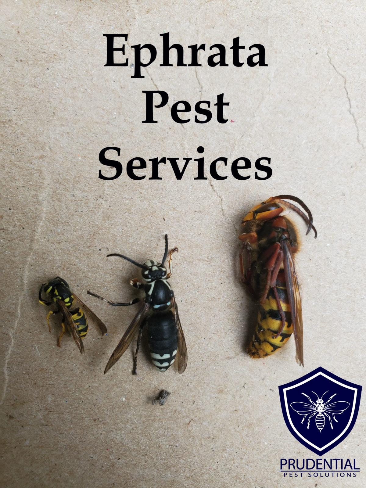 Ephrata Pest Control Prudential Pest Solutions 6906