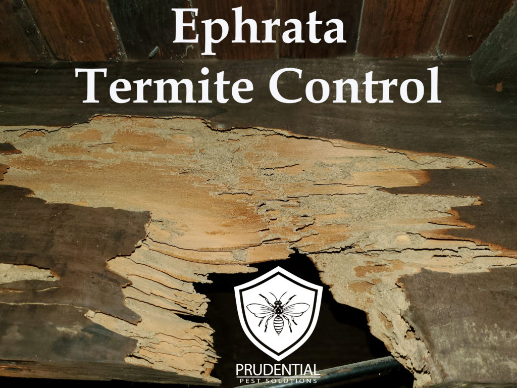 Ephrata Termite Control