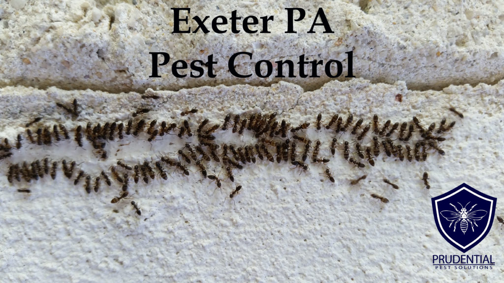 Exeter PA Pest Control