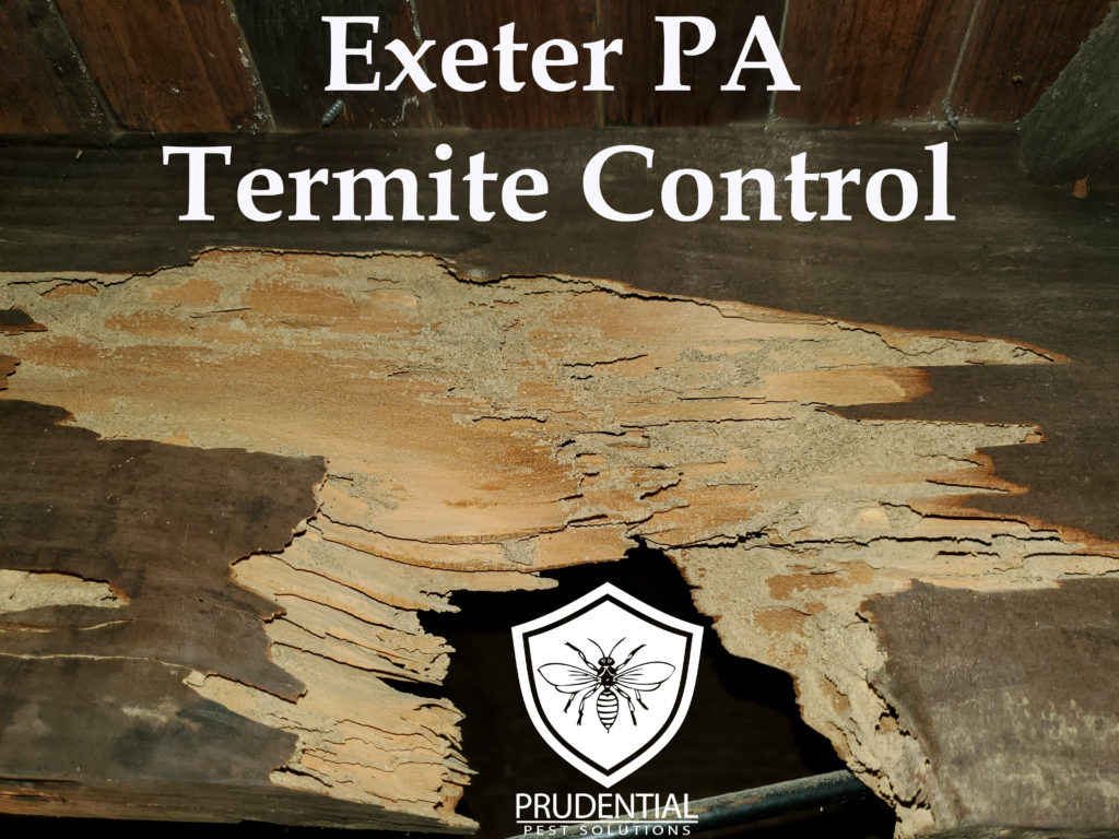 Exeter PA Termite Control