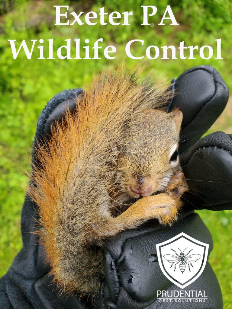 Exeter PA Wildlife Control