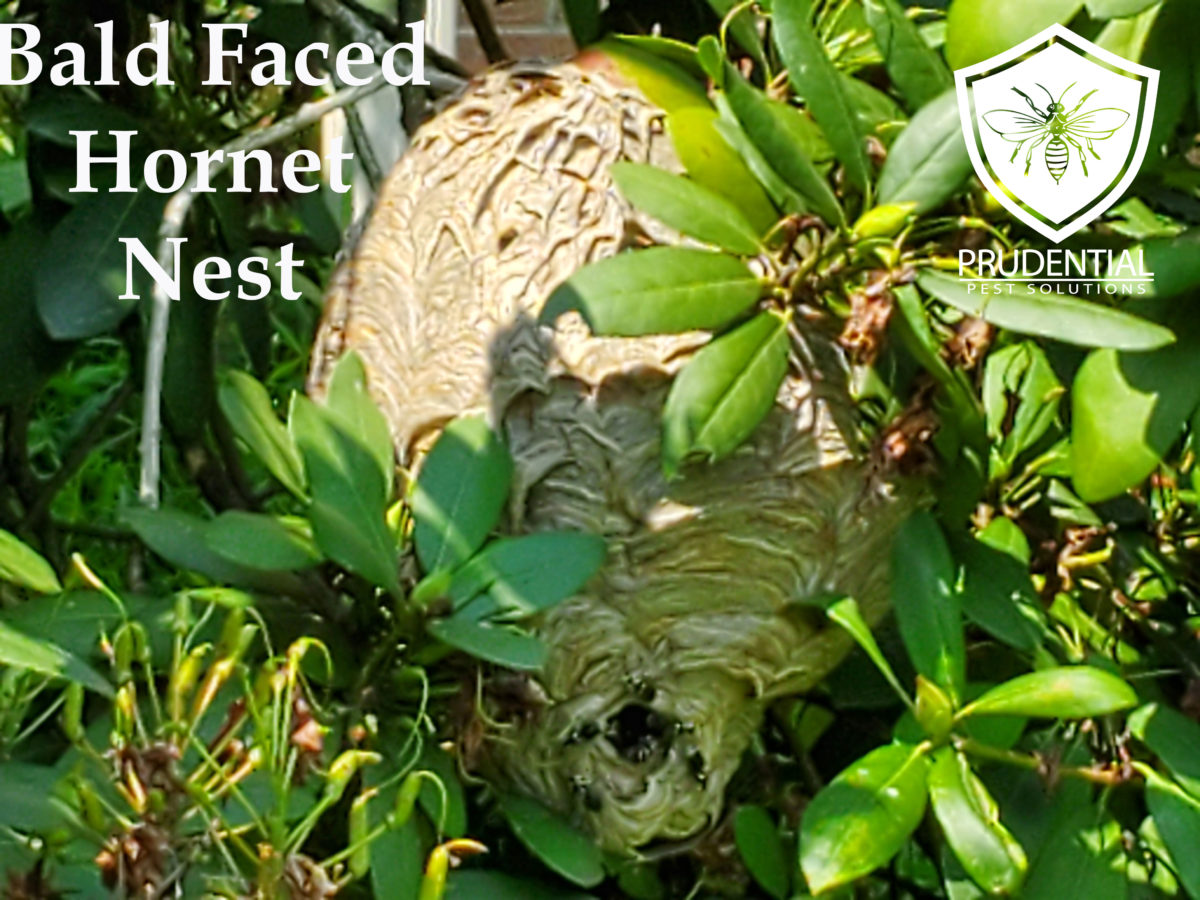 bald face hornet nest in bush in Kennett Square PA