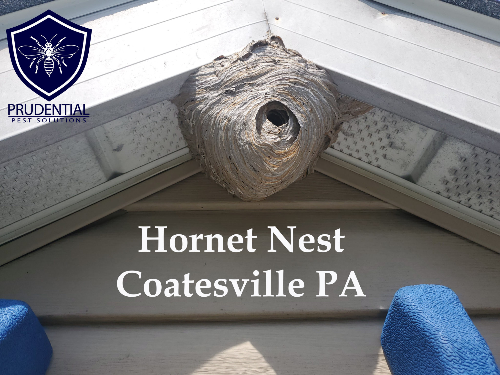 Hornet Nest Coatesville PA