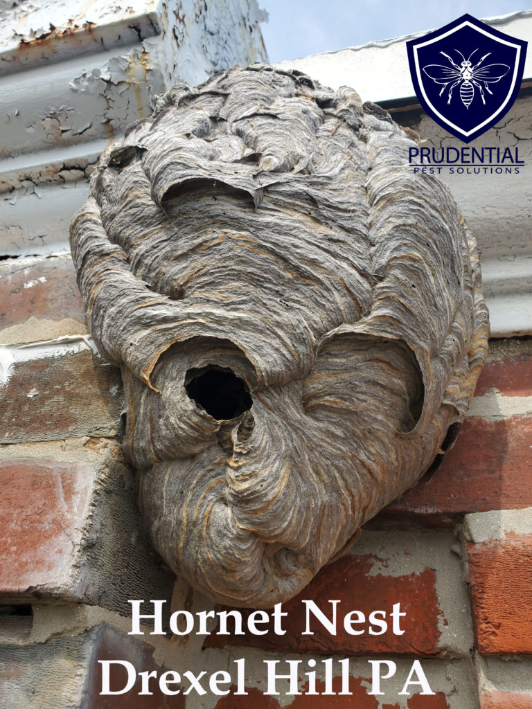 hornet nest drexel hill pa