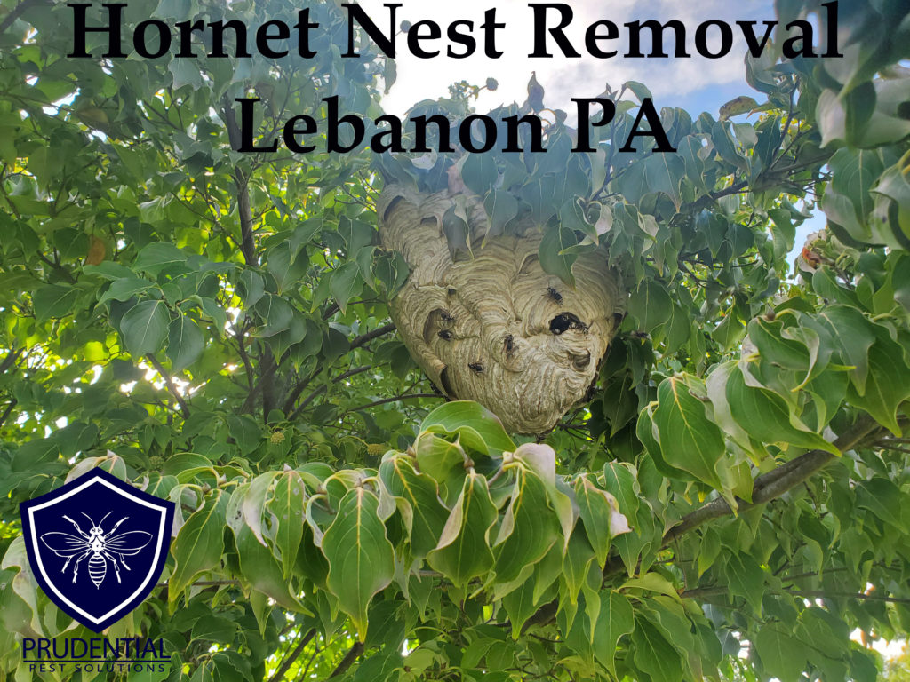 hornet nest removal Lebanon PA