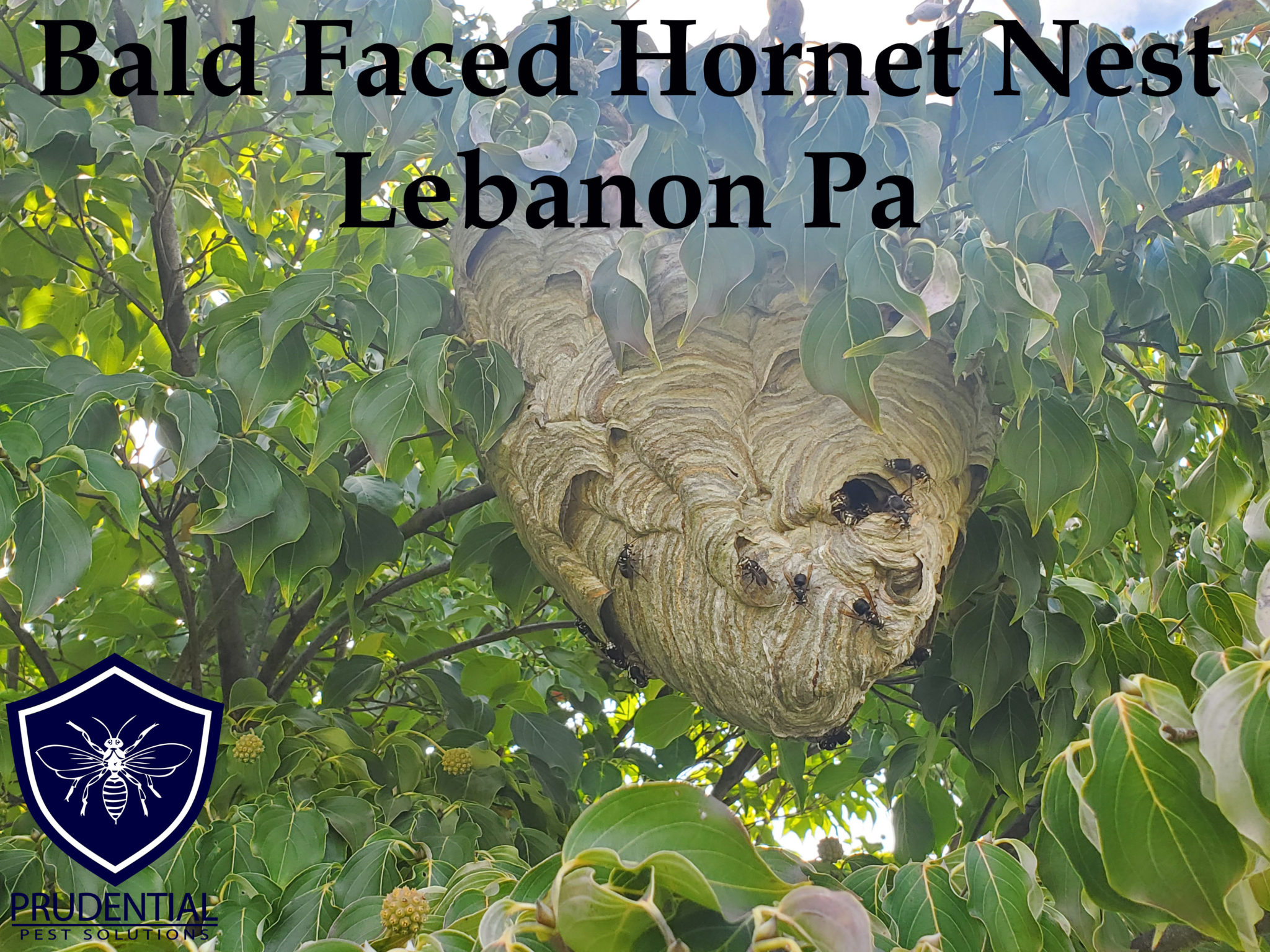 bald faced hornet nest Lebanon Pa