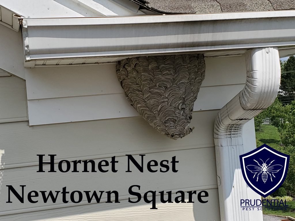 hornet nest newtown square