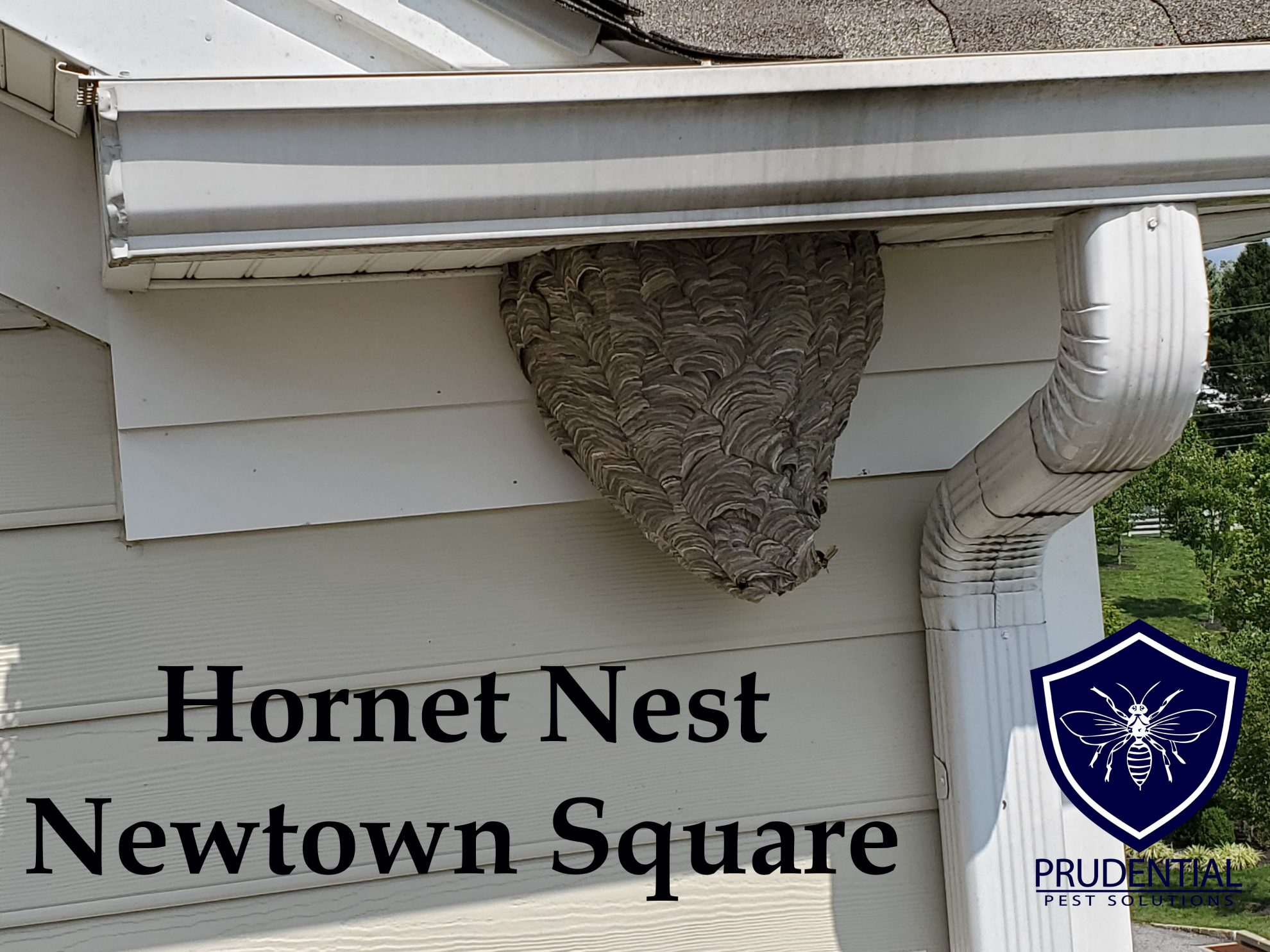 Hornet Nest On Roof Prudential Pest Solutions