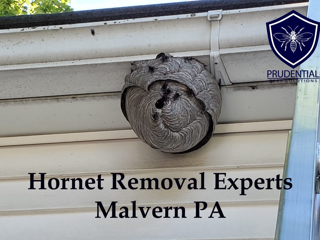 hornet removal malvern